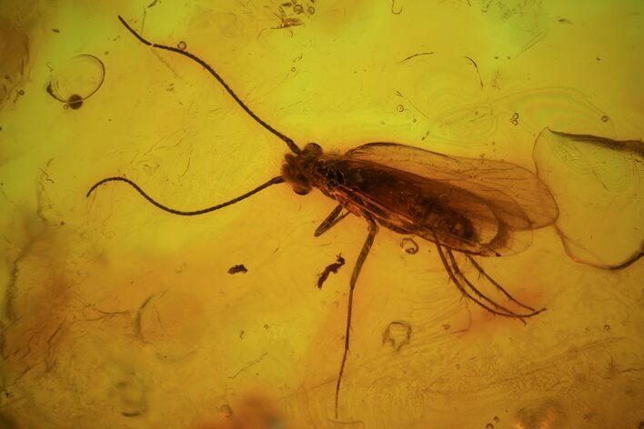 Fossil Caddisfly (Trichopterae) In Baltic Amber #72243